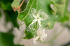 Snake gourd - Snake Gourd