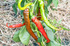 Peppers - Des Landes