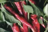 Peppers - Des Landes