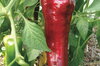 Peppers - Italian Red Marconi