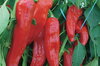 Peppers - Italian Red Marconi