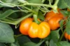 Peppers - Yellow Cheese Pimento