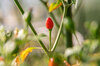 Peppers - Coban Chile