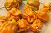 Peppers - Mustard Habanero