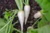 Radish - Zürich Market