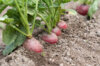 Radish - German giant