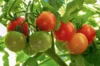 Cherry tomatoes - Red Robin