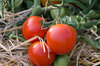 Tomatoes - Siberia