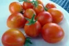 Cherry tomatoes - Scarlet Starfire / Starfire Isis