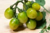 Cherry tomatoes - Verde Claro