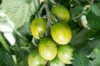 Cherry tomatoes - Verde Claro