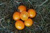 Cherry tomatoes - Gold Nugget