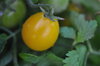 Cherry tomatoes - Gold Nugget