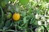 Cherry tomatoes - Gold Nugget