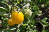 Cherry tomatoes - Gold Nugget