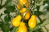 Cherry tomatoes - Yellow Pear