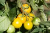 Tomatoes - Yellow Perfection