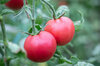 Tomatoes - Canabec Rose