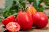Tomatoes - Ukrainian Pear