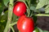 Tomatoes - Ukrainian Pear