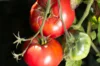 Tomatoes - Livingston's Beauty