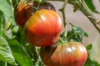 Tomatoes - Brandywine Black