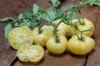 Tomatoes - White Wonder