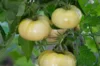 Tomatoes - White Wonder