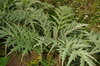 Cardoons - Spiny Argenté de Plainpalai