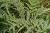 Cardoons - Spiny Argenté de Plainpalai