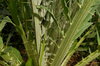 Cardoons - Spiny Argenté de Plainpalai