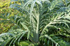 Cardoons - Spiny Tunisian