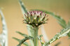 Cardoons - Spiny Tunisian