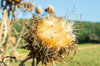 Cardoons - Spiny Tunisian