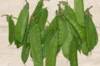 Peas - Corne de Bélier