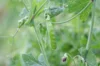 Peas - Corne de Bélier