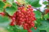 Currants - Junifer" currant 2 organic plants
