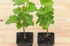 Currants - Blackcurrant self-fertile "Andega" 2 organic plants