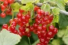 Currants - Red currant "Versaillaise Rouge" 2 organic plants