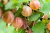 Currants - Gloire des sablons" currant bush 2 organic plants