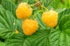 Raspberry - Fall Gold" remontant raspberries 2 organic plants