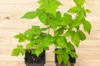 Raspberry - Fall Gold" remontant raspberries 2 organic plants
