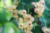 Currants - Versaillaise Blanche" currant 2 organic plants