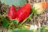 Strawberry plants - Favette" strawberry plants 3 organic plants