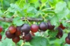 Currants - Casseille "Anita" 2 organic plants