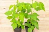 Raspberry - Sucrée de Metz" remontant raspberry 2 organic plants