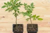 Pepper plants &amp; Goji berries - Sichuan pepper tree 2 organic plants