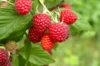 Raspberry - Augustred" remontant raspberries 2 organic plants
