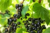 Currants - Blackcurrant "Royal de Naples" 2 organic plants