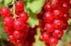 Currants - Fertile de Palluau" currant bush 2 organic plants